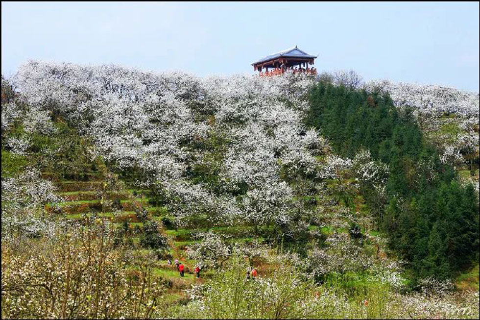 【春天，广西桂林灌阳县向您发出邀请！】我们在灌阳看梨花 - 游山玩水 - 广安生活社区 - 广安28生活网 ga.28life.net