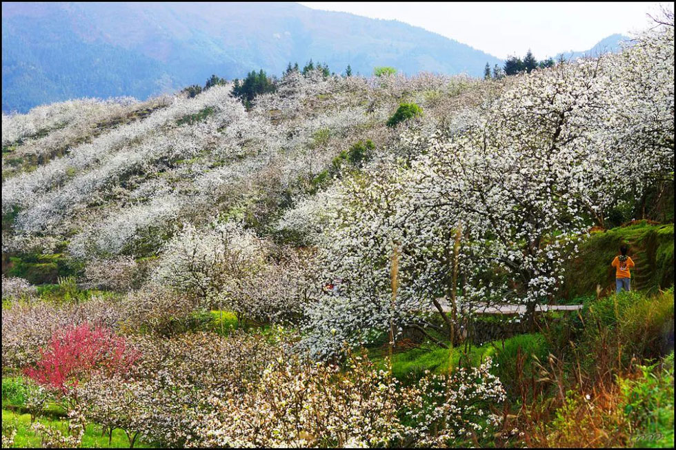 【春天，广西桂林灌阳县向您发出邀请！】我们在灌阳看梨花 - 游山玩水 - 广安生活社区 - 广安28生活网 ga.28life.net