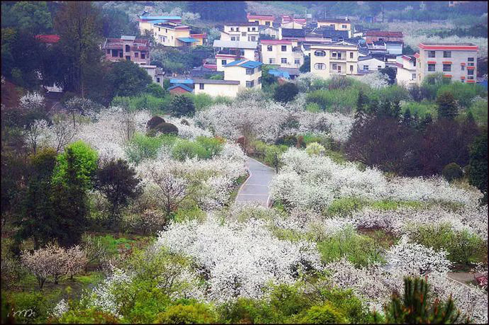【春天，广西桂林灌阳县向您发出邀请！】我们在灌阳看梨花 - 游山玩水 - 广安生活社区 - 广安28生活网 ga.28life.net