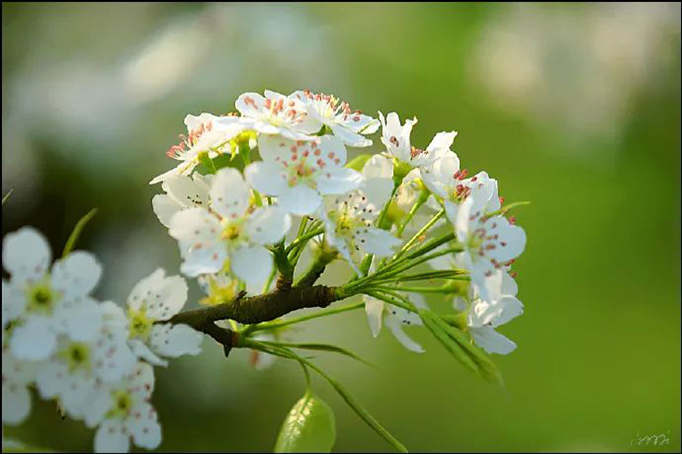 【春天，广西桂林灌阳县向您发出邀请！】我们在灌阳看梨花 - 游山玩水 - 广安生活社区 - 广安28生活网 ga.28life.net