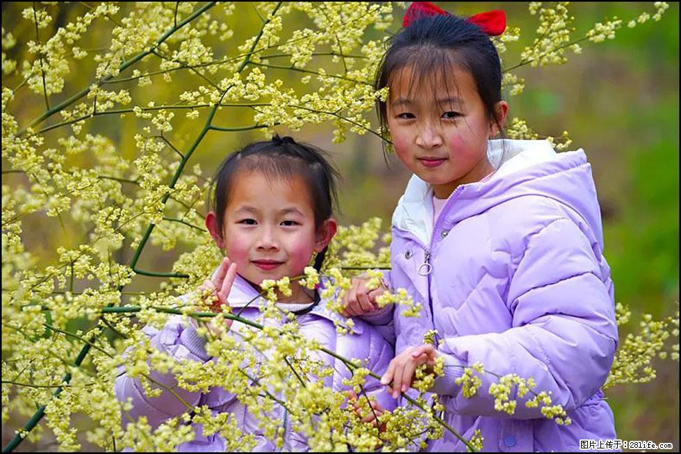 【春天，广西桂林灌阳县向您发出邀请！】米珠山前有片山苍子花在飘香 - 游山玩水 - 广安生活社区 - 广安28生活网 ga.28life.net