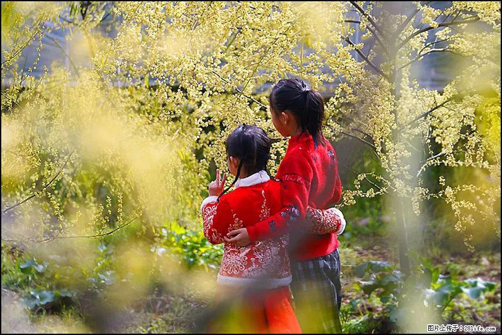 【春天，广西桂林灌阳县向您发出邀请！】米珠山前有片山苍子花在飘香 - 游山玩水 - 广安生活社区 - 广安28生活网 ga.28life.net