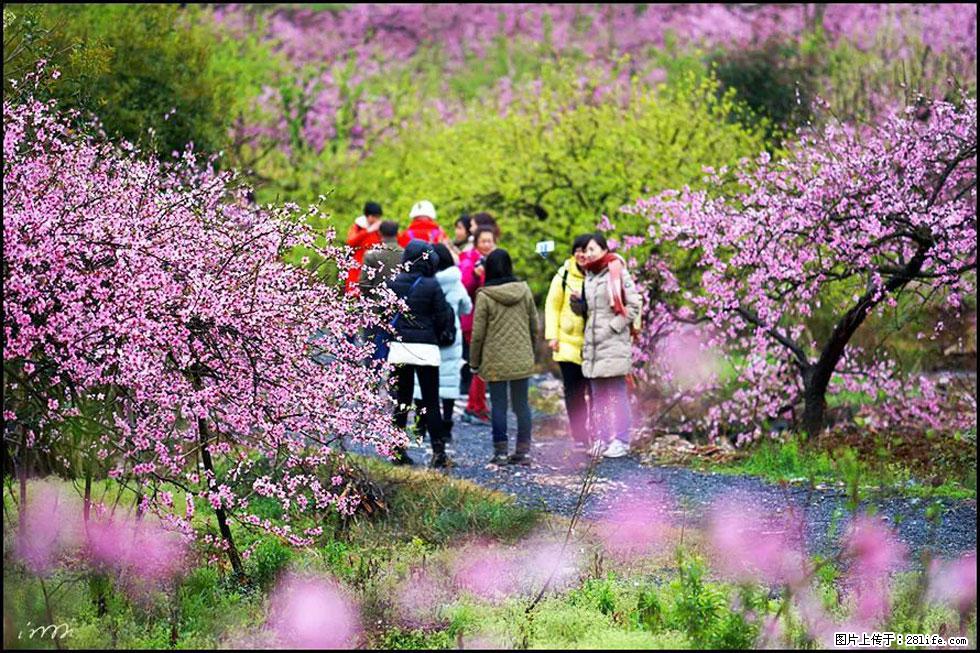 【春天，广西桂林灌阳县向您发出邀请！】官庄村有个醉美的桃花园 - 游山玩水 - 广安生活社区 - 广安28生活网 ga.28life.net