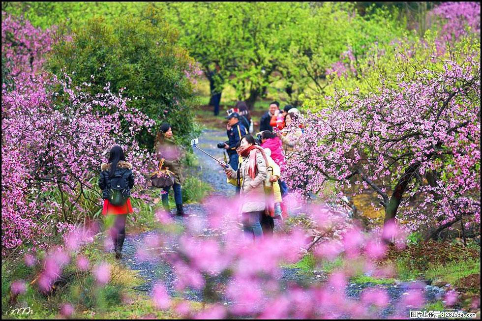 【春天，广西桂林灌阳县向您发出邀请！】官庄村有个醉美的桃花园 - 游山玩水 - 广安生活社区 - 广安28生活网 ga.28life.net