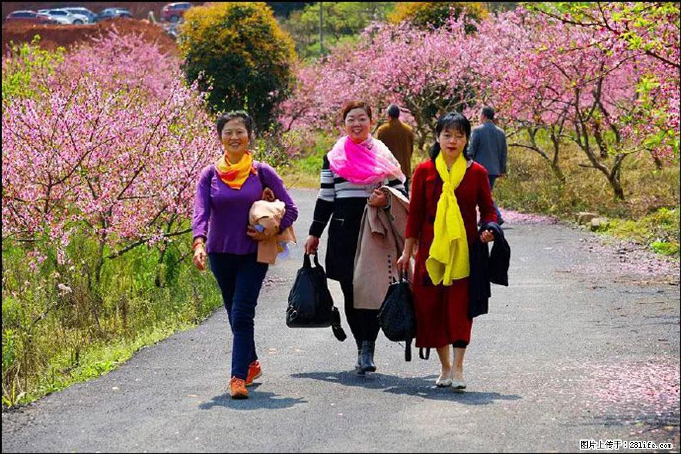 【春天，广西桂林灌阳县向您发出邀请！】官庄村有个醉美的桃花园 - 游山玩水 - 广安生活社区 - 广安28生活网 ga.28life.net