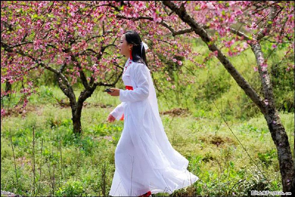 【春天，广西桂林灌阳县向您发出邀请！】官庄村有个醉美的桃花园 - 游山玩水 - 广安生活社区 - 广安28生活网 ga.28life.net