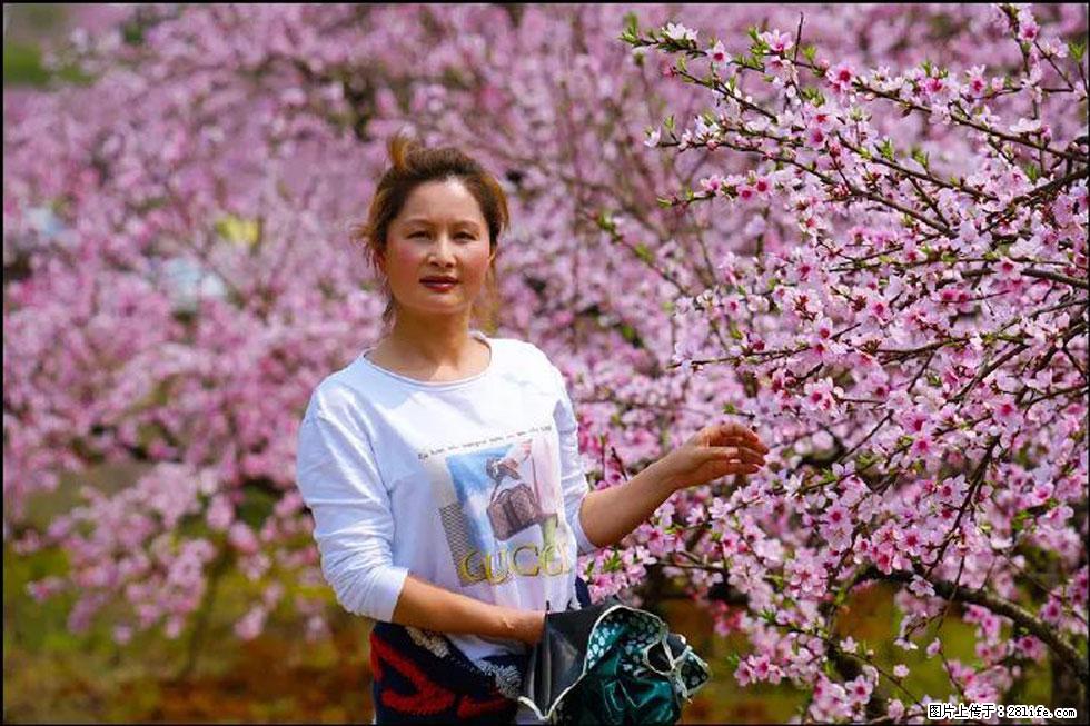 【春天，广西桂林灌阳县向您发出邀请！】官庄村有个醉美的桃花园 - 游山玩水 - 广安生活社区 - 广安28生活网 ga.28life.net