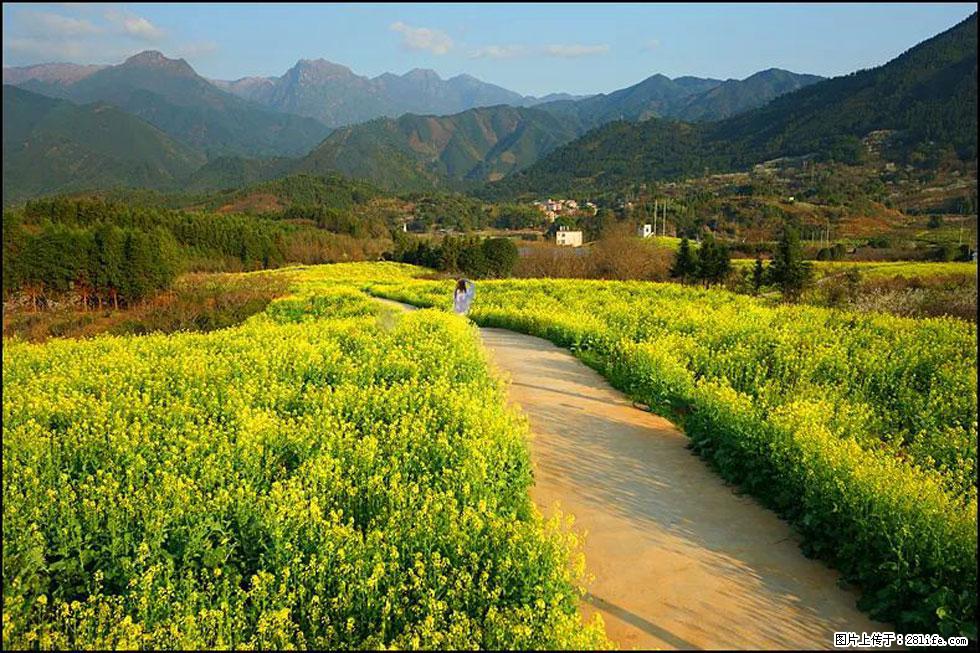 【春天,广西桂林灌阳县向您发出邀请!】长坪村油菜盛情花开 - 游山玩水 - 广安生活社区 - 广安28生活网 ga.28life.net