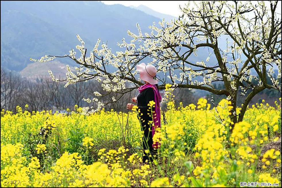 【春天,广西桂林灌阳县向您发出邀请!】长坪村油菜盛情花开 - 游山玩水 - 广安生活社区 - 广安28生活网 ga.28life.net