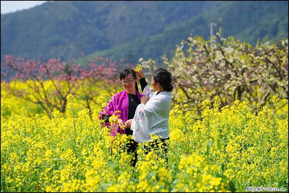 【春天,广西桂林灌阳县向您发出邀请!】长坪村油菜盛情花开 - 游山玩水 - 广安生活社区 - 广安28生活网 ga.28life.net