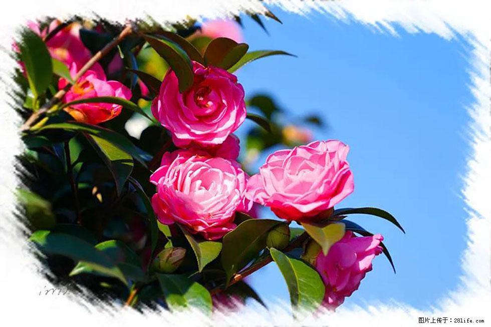 【春天，广西桂林灌阳县向您发出邀请！】杨柳井茶花惹人爱 - 游山玩水 - 广安生活社区 - 广安28生活网 ga.28life.net
