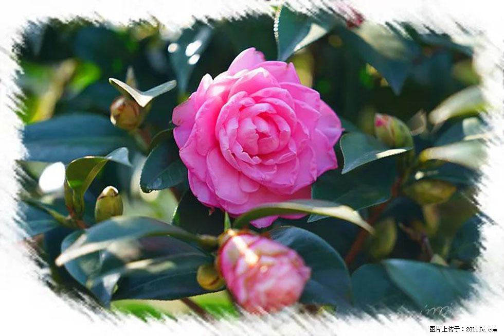 【春天，广西桂林灌阳县向您发出邀请！】杨柳井茶花惹人爱 - 游山玩水 - 广安生活社区 - 广安28生活网 ga.28life.net