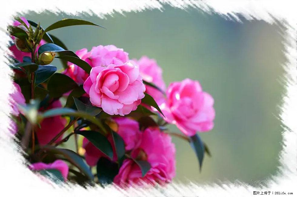 【春天，广西桂林灌阳县向您发出邀请！】杨柳井茶花惹人爱 - 游山玩水 - 广安生活社区 - 广安28生活网 ga.28life.net