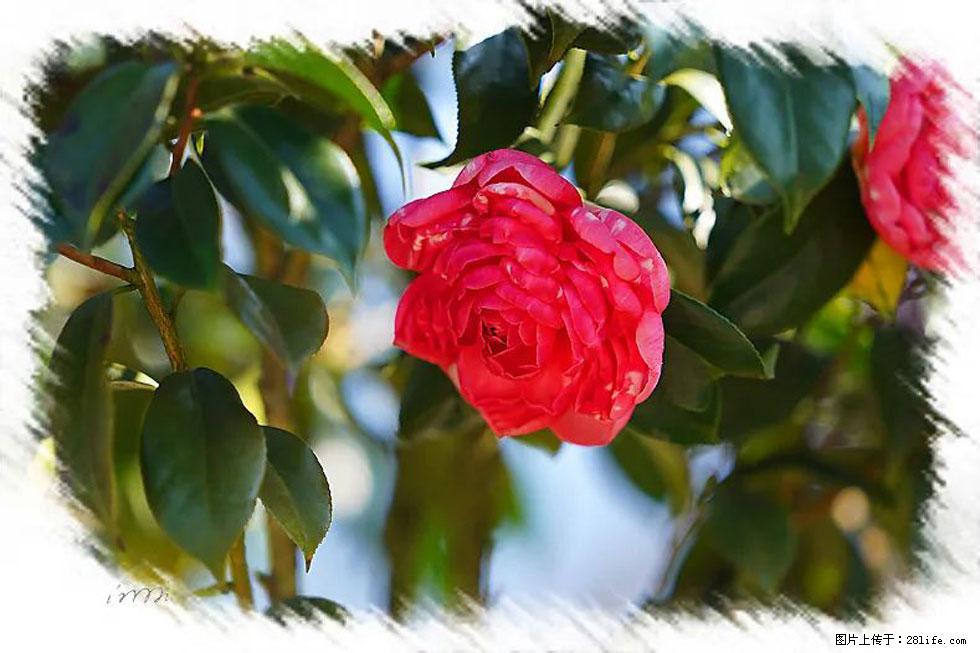 【春天，广西桂林灌阳县向您发出邀请！】杨柳井茶花惹人爱 - 游山玩水 - 广安生活社区 - 广安28生活网 ga.28life.net