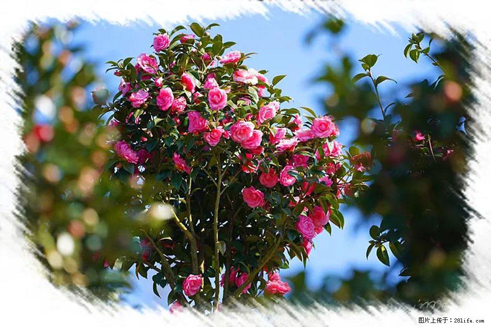 【春天，广西桂林灌阳县向您发出邀请！】杨柳井茶花惹人爱 - 游山玩水 - 广安生活社区 - 广安28生活网 ga.28life.net