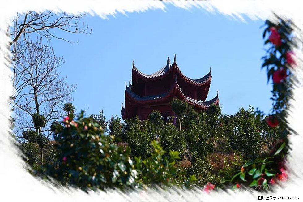 【春天，广西桂林灌阳县向您发出邀请！】杨柳井茶花惹人爱 - 游山玩水 - 广安生活社区 - 广安28生活网 ga.28life.net