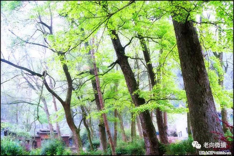 【春天，广西桂林灌阳县向您发出邀请！】在小龙村与春天约会 - 游山玩水 - 广安生活社区 - 广安28生活网 ga.28life.net