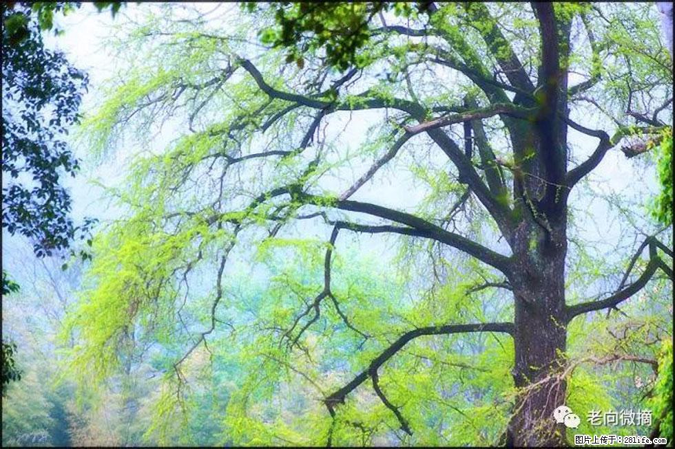 【春天，广西桂林灌阳县向您发出邀请！】在小龙村与春天约会 - 游山玩水 - 广安生活社区 - 广安28生活网 ga.28life.net