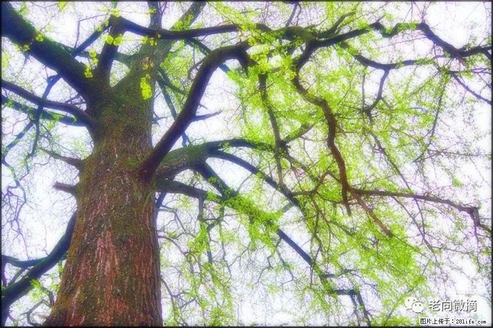 【春天，广西桂林灌阳县向您发出邀请！】在小龙村与春天约会 - 游山玩水 - 广安生活社区 - 广安28生活网 ga.28life.net