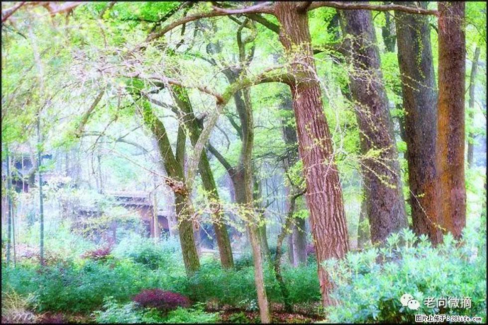 【春天，广西桂林灌阳县向您发出邀请！】在小龙村与春天约会 - 游山玩水 - 广安生活社区 - 广安28生活网 ga.28life.net