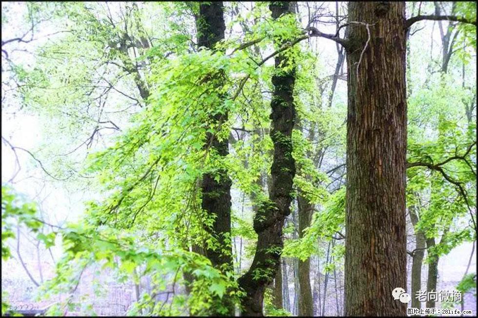 【春天，广西桂林灌阳县向您发出邀请！】在小龙村与春天约会 - 游山玩水 - 广安生活社区 - 广安28生活网 ga.28life.net