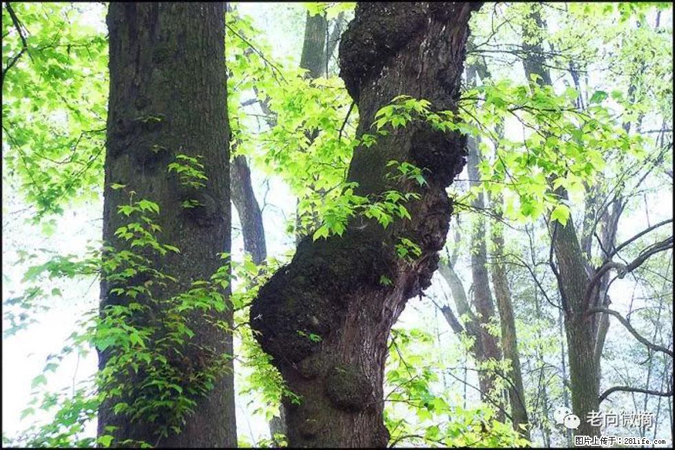 【春天，广西桂林灌阳县向您发出邀请！】在小龙村与春天约会 - 游山玩水 - 广安生活社区 - 广安28生活网 ga.28life.net