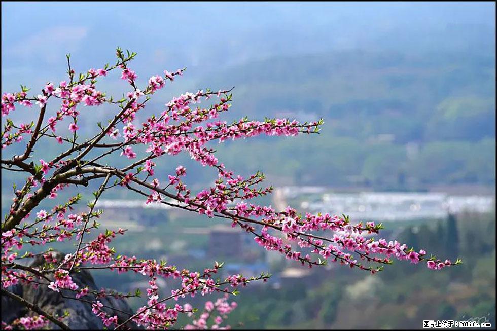 【春天，广西桂林灌阳县向您发出邀请！】望月岭上桃花开 - 游山玩水 - 广安生活社区 - 广安28生活网 ga.28life.net