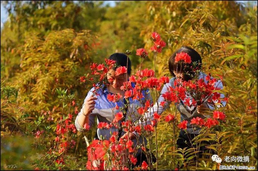 【春天,广西桂林灌阳县向您发出邀请!】登麒麟山,相约映山红 - 游山玩水 - 广安生活社区 - 广安28生活网 ga.28life.net