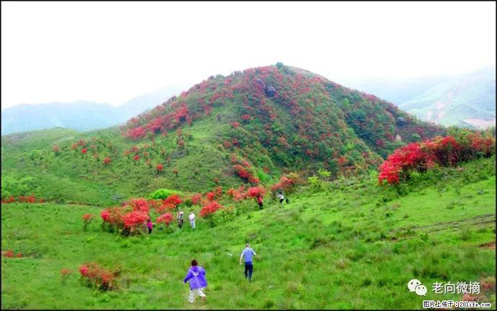 【春天，广西桂林灌阳县向您发出邀请！】宝盖山上映山红 - 游山玩水 - 广安生活社区 - 广安28生活网 ga.28life.net