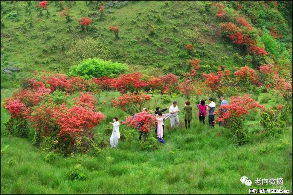 【春天，广西桂林灌阳县向您发出邀请！】宝盖山上映山红 - 游山玩水 - 广安生活社区 - 广安28生活网 ga.28life.net