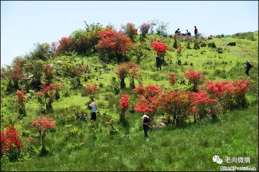 【春天，广西桂林灌阳县向您发出邀请！】宝盖山上映山红 - 游山玩水 - 广安生活社区 - 广安28生活网 ga.28life.net