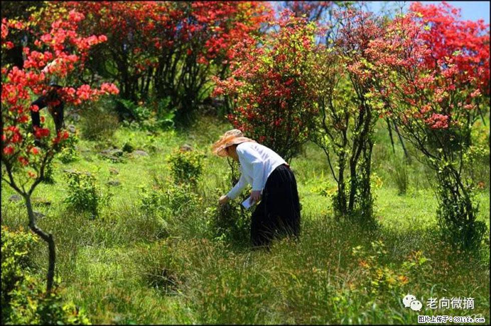 【春天，广西桂林灌阳县向您发出邀请！】宝盖山上映山红 - 游山玩水 - 广安生活社区 - 广安28生活网 ga.28life.net