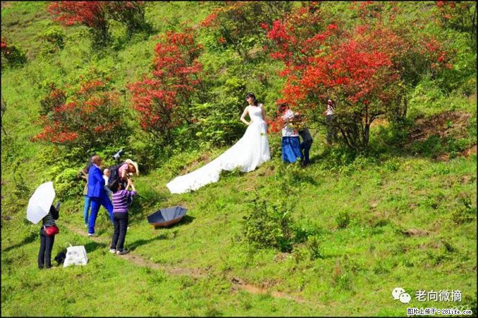 【春天，广西桂林灌阳县向您发出邀请！】宝盖山上映山红 - 游山玩水 - 广安生活社区 - 广安28生活网 ga.28life.net