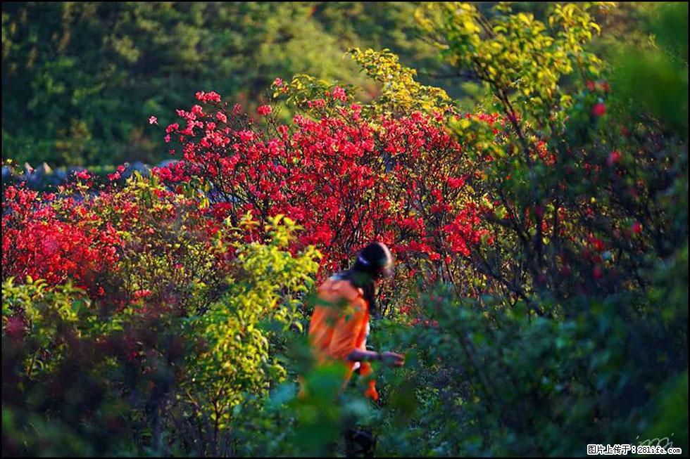 【春天，广西桂林灌阳县向您发出邀请！】春木界上映山红 - 游山玩水 - 广安生活社区 - 广安28生活网 ga.28life.net