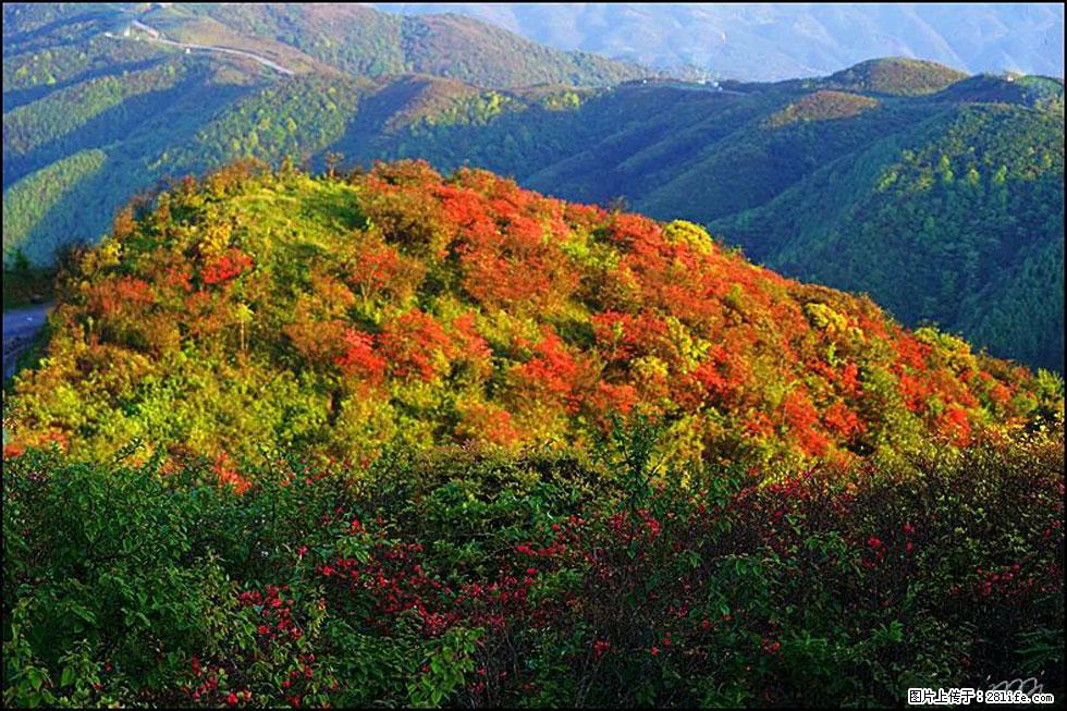 【春天，广西桂林灌阳县向您发出邀请！】春木界上映山红 - 游山玩水 - 广安生活社区 - 广安28生活网 ga.28life.net
