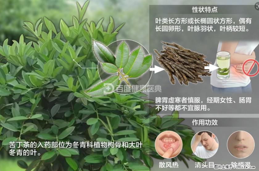 苦丁茶有哪些功效和作用 - 生活百科 - 广安生活社区 - 广安28生活网 ga.28life.net