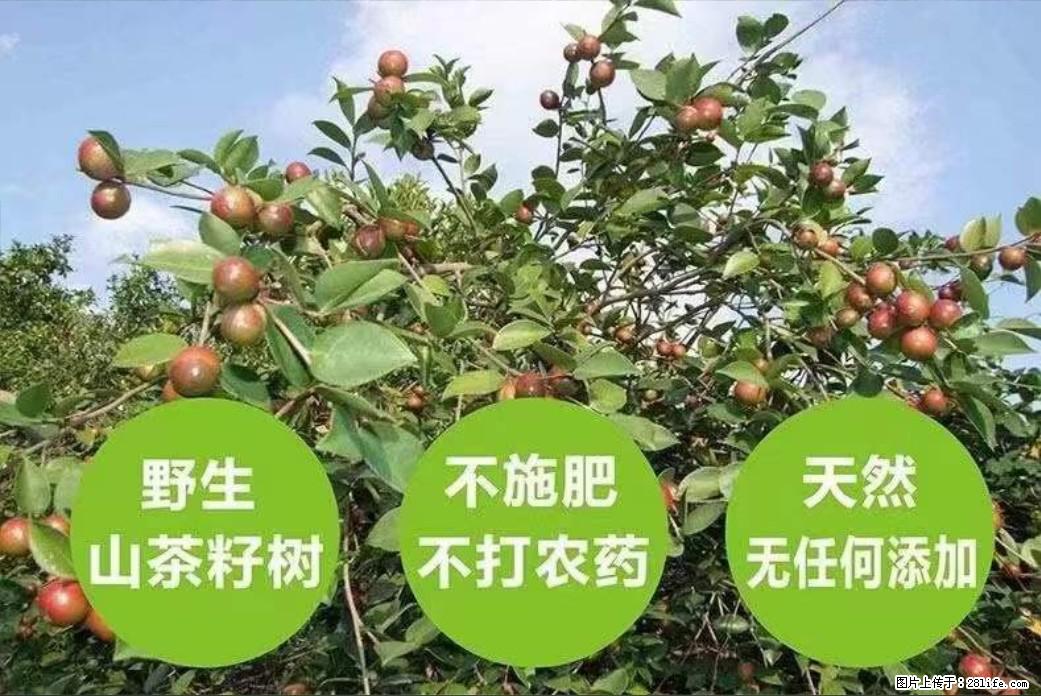 【灌阳县油茶产业示范区】一个有着充实的精神生活的人，对待身外之物自会有一种淡泊的态度 - 美食天地 - 广安生活社区 - 广安28生活网 ga.28life.net