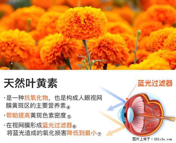 叶黄素有什么功效和作用 - 生活百科 - 广安生活社区 - 广安28生活网 ga.28life.net