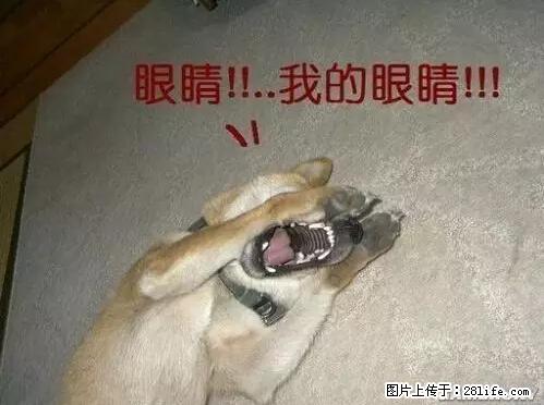 笑癫了！一女的怀孕三年未生，他终于忍不住了... - 娱乐八卦 - 广安生活社区 - 广安28生活网 ga.28life.net