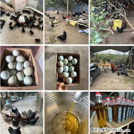 油茶园从小鸡仔开始养起的纯土鸡、土鸡蛋可以预定啦！还有前几天刚榨的纯山茶油哦 - 美食天地 - 广安生活社区 - 广安28生活网 ga.28life.net