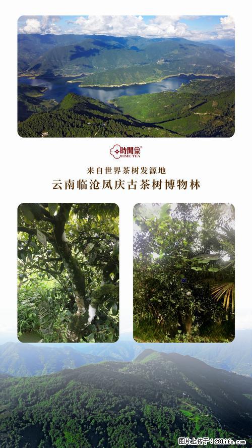 时间果百年古树2025年春红茶 - 购物交流 - 广安生活社区 - 广安28生活网 ga.28life.net