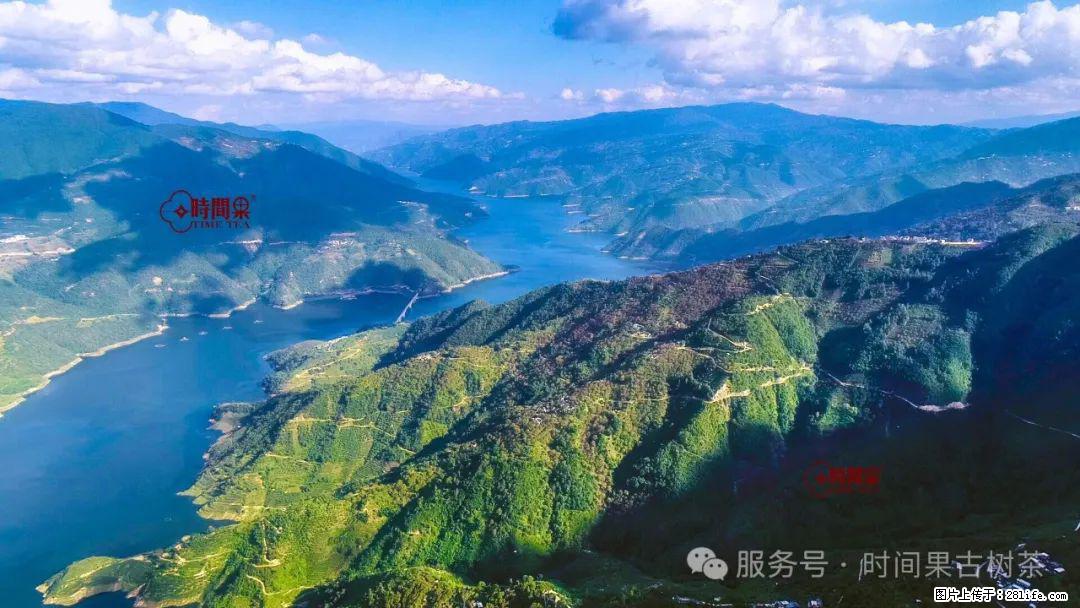 时间果百年古树龙珠普洱生茶 - 购物交流 - 广安生活社区 - 广安28生活网 ga.28life.net