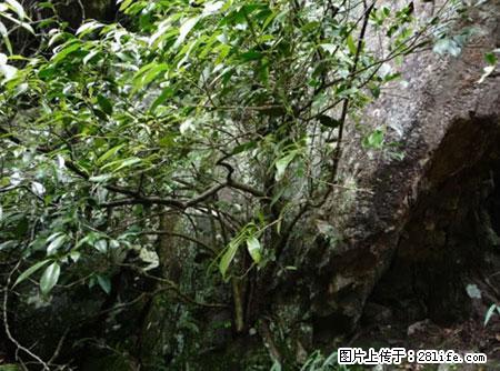 平乐石崖茶，珍贵仅次于金花茶 - 广安生活资讯 - 广安28生活网 ga.28life.net