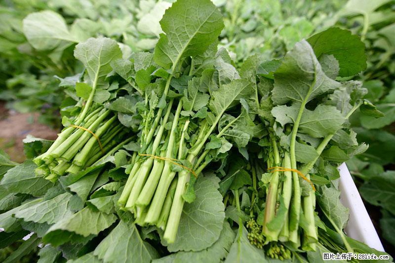 这些蔬菜是“天然钙片”，这6种被医生重点推荐 - 广安生活资讯 - 广安28生活网 ga.28life.net